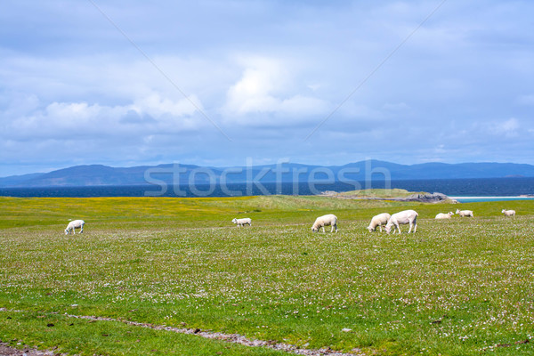 Sheep and horses in the fields of Iona in the Inner Hebrides, Scotland Sheep in the fields of Iona i Stock photo © Julietphotography