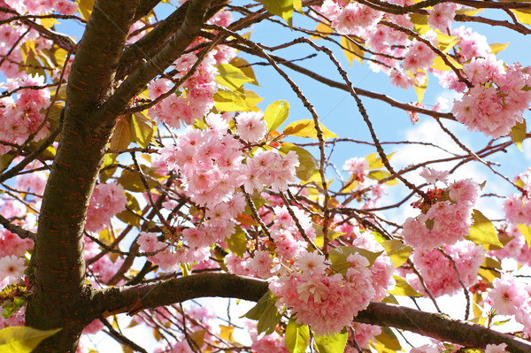 Roze japans kers boom bloesem blauwe hemel Stockfoto © Julietphotography