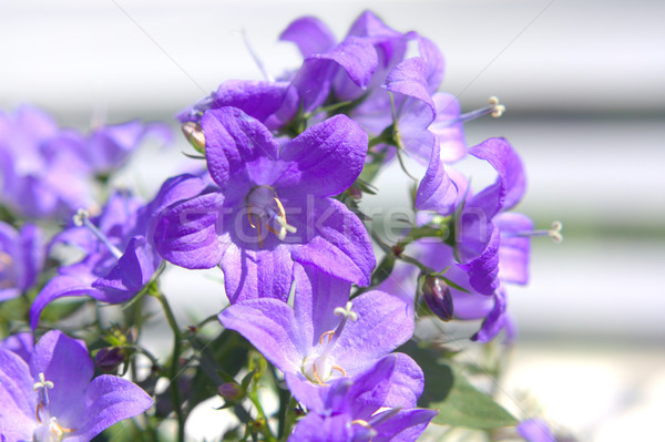 Közelkép virág virágok kék gyönyörű makró Stock fotó © Julietphotography
