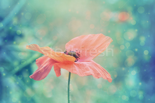 Mooie Rood poppy artistiek zachte kleuren Stockfoto © Julietphotography