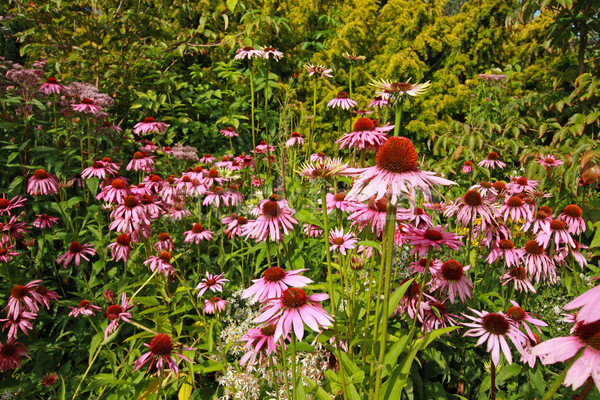 Pink echinacea flowers in the garden  Stock photo © Julietphotography