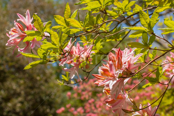 Beautiful pink rhododendron flowers Stock photo © Julietphotography