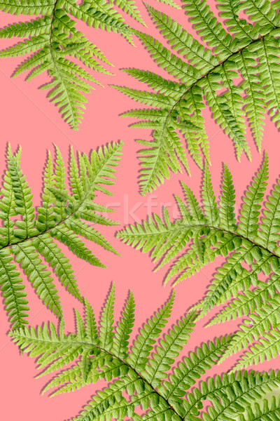 Stock photo: Beautiful, artistic background with fern leaves
