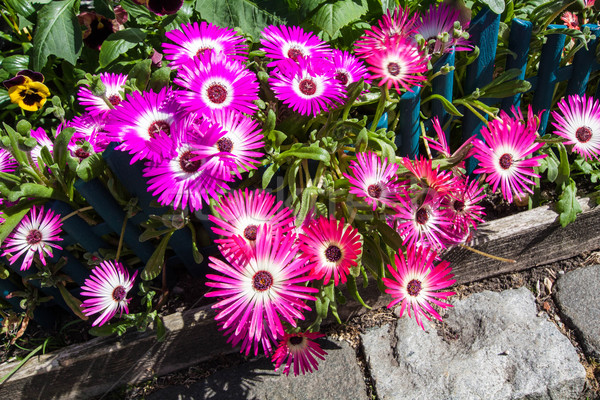 Mesembryanthemum daisy flowers Stock photo © Julietphotography