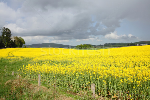 Vergewaltigung Felder Frühling Schottland Blume Natur Stock foto © Julietphotography