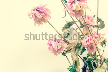 復古 花園 花卉 質地 愛 性質 商業照片 © Julietphotography