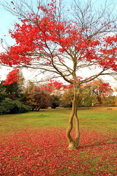 Rot japanisch Ahorn Baum Park wunderbar Stock foto © Julietphotography
