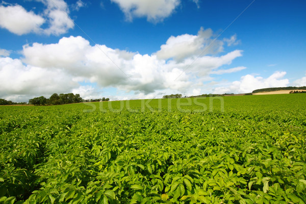 Mezők növekvő krumpli égbolt étel természet Stock fotó © Julietphotography