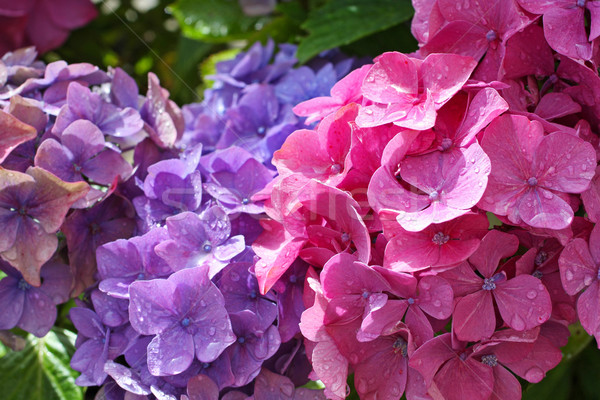 Beautiful hydranges in the garden  Stock photo © Julietphotography