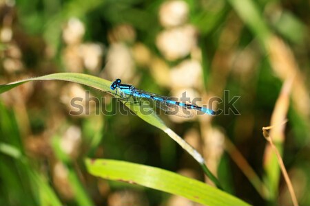 Niebieski Dragonfly oka charakter tle Zdjęcia stock © Julietphotography