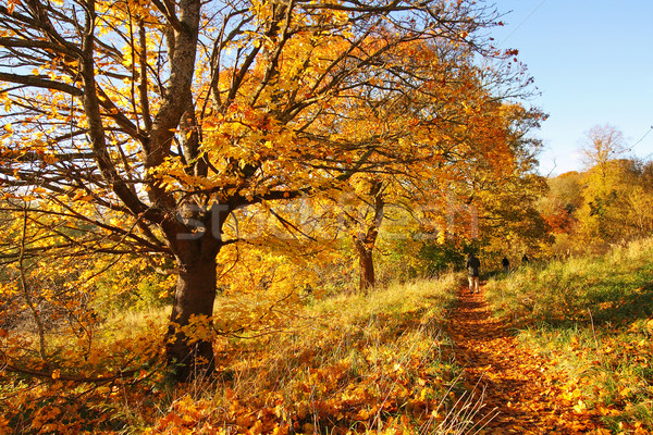 Gyönyörű ősz park Skócia fa férfi Stock fotó © Julietphotography