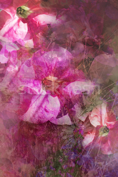 Beautiful pink petunias artistic background  Stock photo © Julietphotography