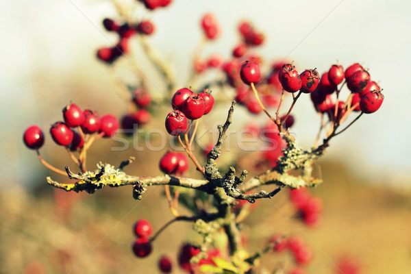 hawthorn berries background Stock photo © Julietphotography