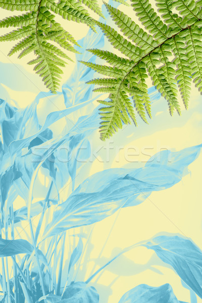 Exotic plants background with fern leaves Stock photo © Julietphotography