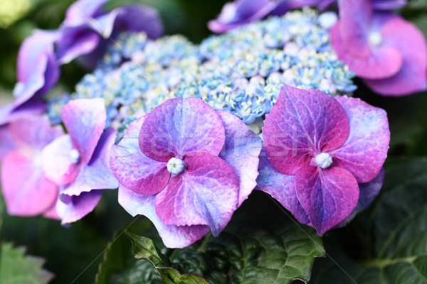 Blue hydrangea Stock photo © Julietphotography