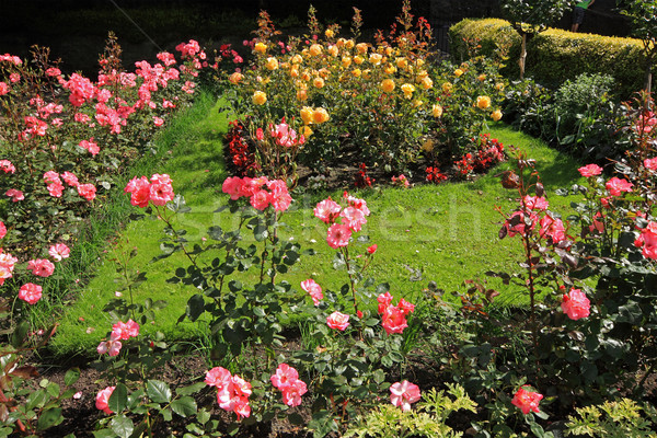 Stock photo: Rose garden 