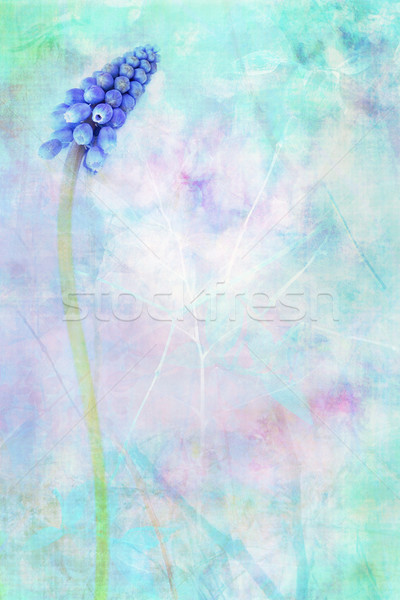  Blue flowering Grape Hyacinth dreamy background Stock photo © Julietphotography