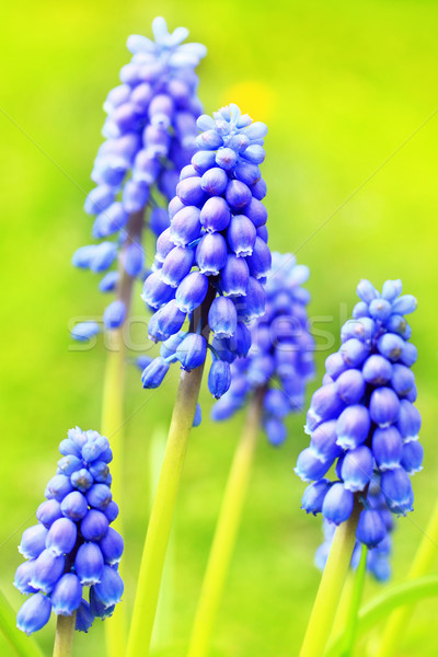 藍色 春天 關閉 背景 美女 植物 商業照片 © Julietphotography