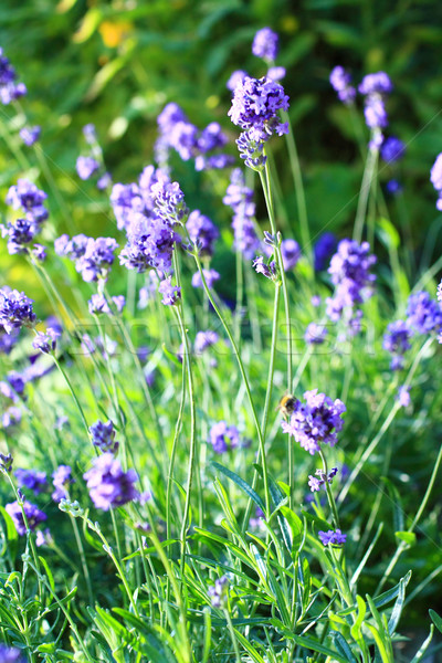 Lavender  Stock photo © Julietphotography