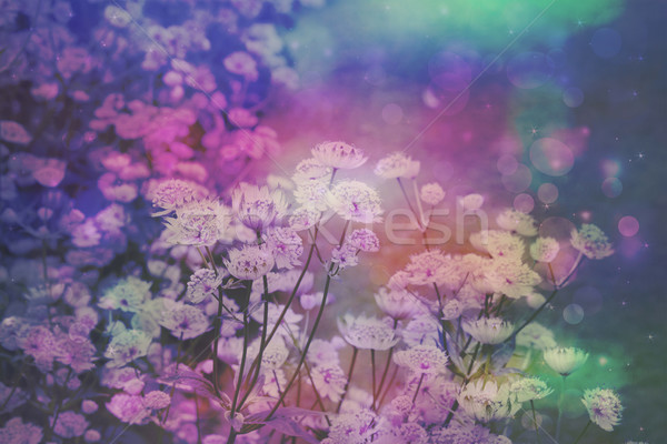 Dreamy beautiful floral background with bokeh lights Stock photo © Julietphotography