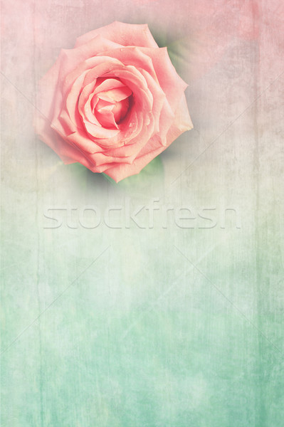 Grungy background with pink rose Stock photo © Julietphotography