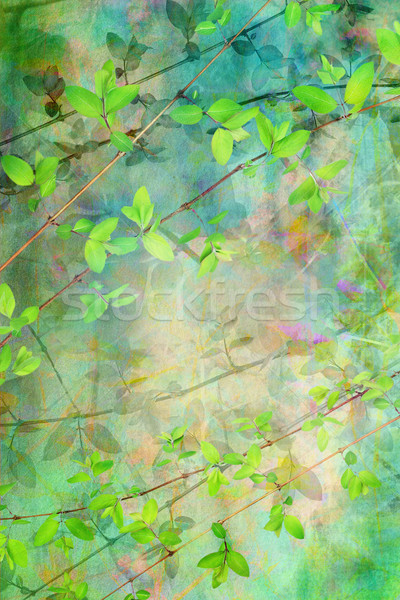 自然 葉 襤褸 美麗 藝術的 春天 商業照片 © Julietphotography