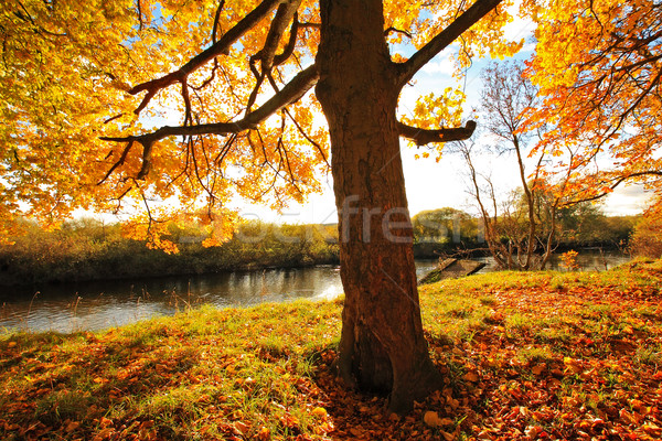 美しい 秋 公園 スコットランド ツリー 太陽 ストックフォト © Julietphotography