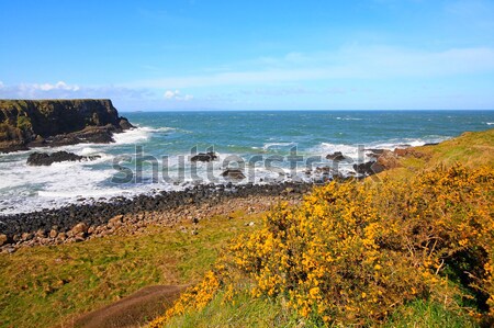 Irish coastline in Springtime  Stock photo © Julietphotography