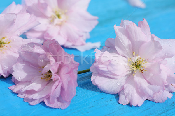 Roze japans kers bloemen retro Blauw Stockfoto © Julietphotography