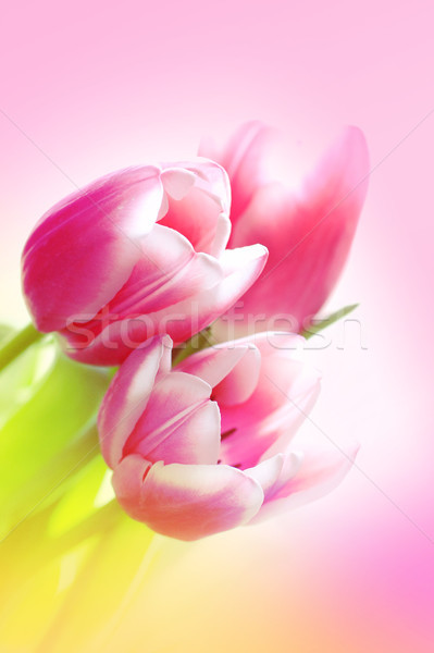 Lovely pink tulips  Stock photo © Julietphotography