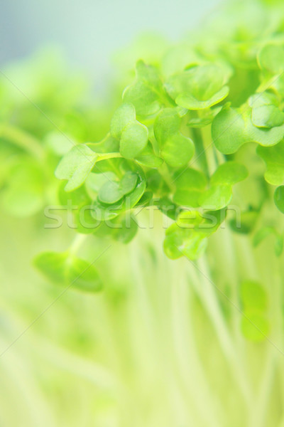 Close up of fresh garden cress leaves Stock photo © Julietphotography