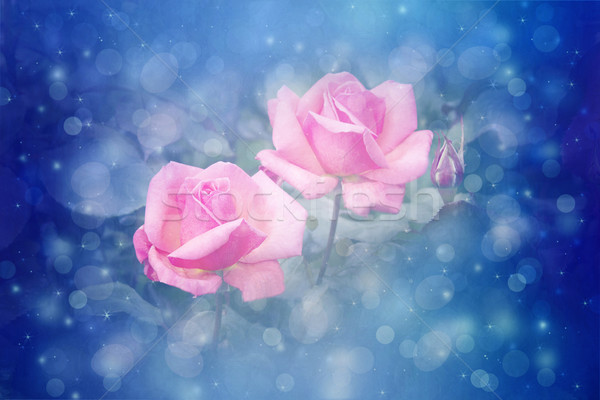 Gyönyörű rózsák művészi álomszerű bokeh fények Stock fotó © Julietphotography