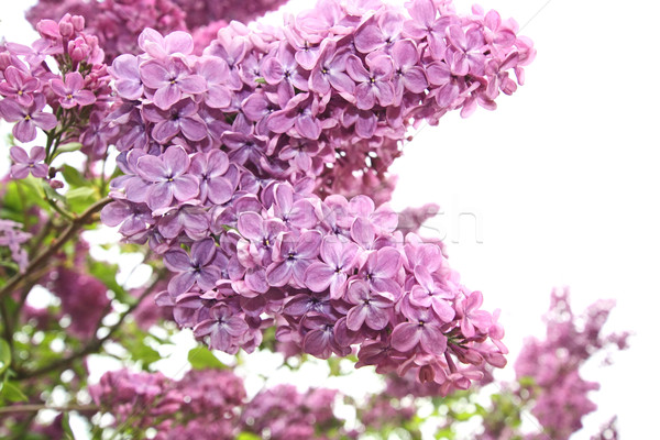 Stock photo: Lilac flowers close up