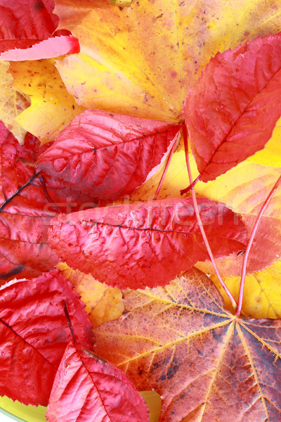 Schönen hellen herbstlich Blätter abstrakten Stock foto © Julietphotography