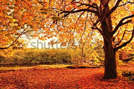 美しい 秋 公園 スコットランド ツリー 太陽 ストックフォト © Julietphotography