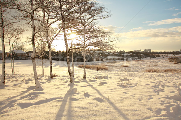 Foto d'archivio: Bella · panorama · Scozia · natura · alberi