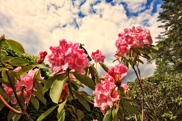 Pink rhododendron flowers close up Stock photo © Julietphotography