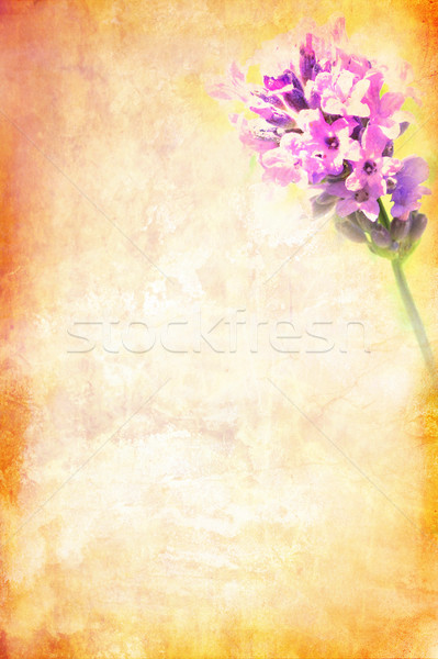 Lavendel mooie artistiek papier abstract Stockfoto © Julietphotography