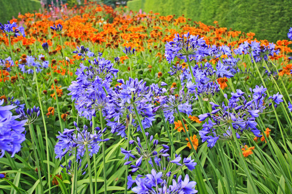 Beautiful blue Alium, garden flowers Stock photo © Julietphotography