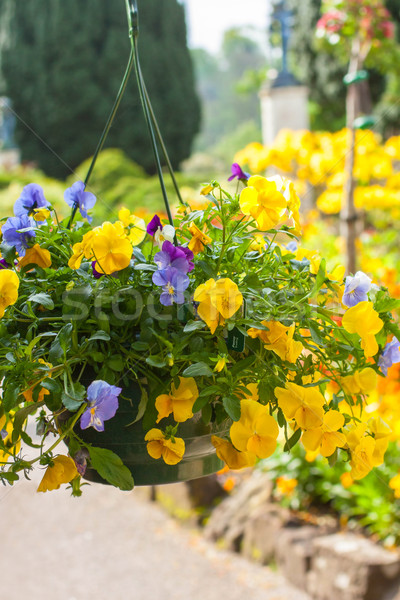 Beautiful yellow pansy flowers in hanging basket Stock photo © Julietphotography