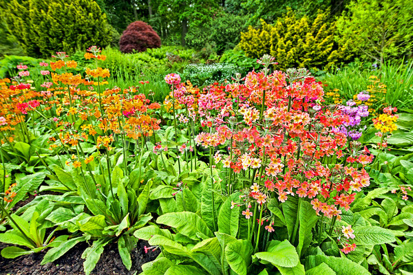 Stock foto: Garten · Landschaftsbau · rosa · roten · Blumen · Landschaft · Design