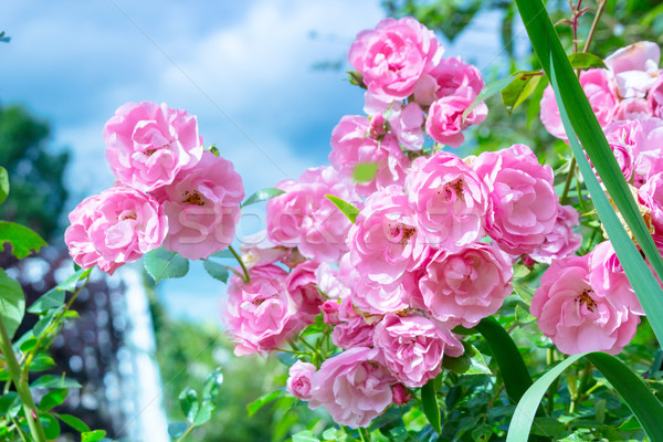 Lovely pink climbing roses Stock photo © Julietphotography
