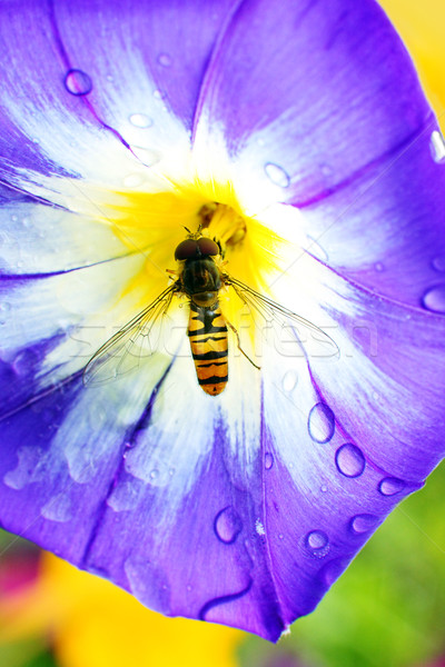 三色 蜜蜂 關閉 花 性質 植物 商業照片 © Julietphotography