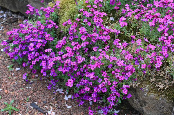 Beautiful aubrieta kitte Stock photo © Julietphotography