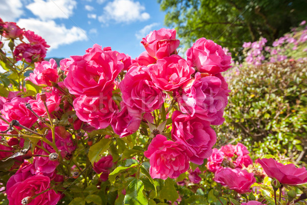 Pink roses in the Garden of Eden Stock photo © Julietphotography