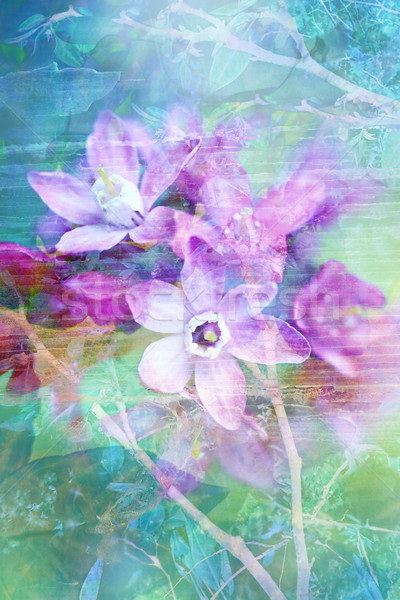 自然 花卉 襤褸 美麗 藝術的 抽象 商業照片 © Julietphotography