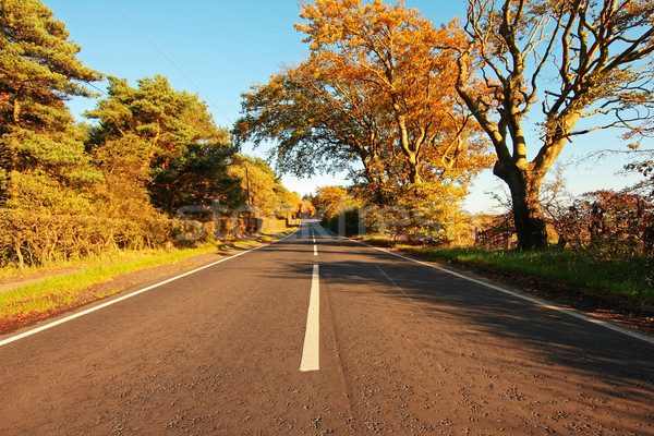 Stok fotoğraf: Güzel · sonbahar · yol · doğa · yaprak