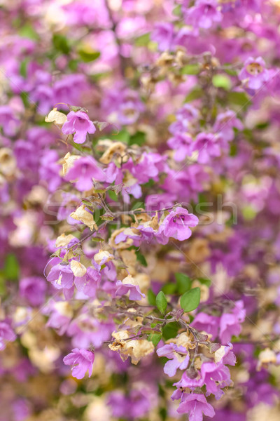 Tiny pink flowers close up Stock photo © Julietphotography