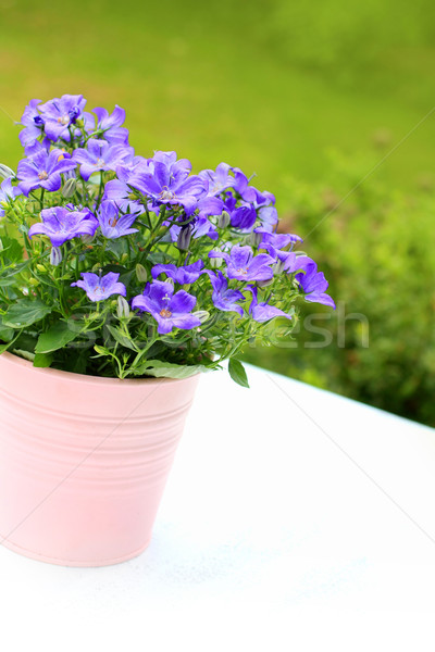 Violet campanula flowers close up Stock photo © Julietphotography