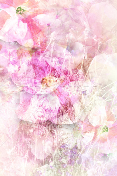 漂亮 夏季花卉 白 粉紅色 設計 商業照片 © Julietphotography